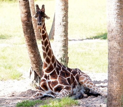 [A large giraffe has its front legs folded so its belly is against the ground. The back legs appear to be folded to its side. Its neck parallels a palm tree trunk although the neck is thinner. There are several other tree trunks nearby and the giraffe is in the shade of these trees.]